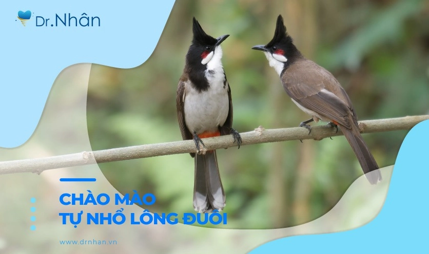 Chim bị xù lông là bệnh gì và cách xử lý khoa học tại nhà