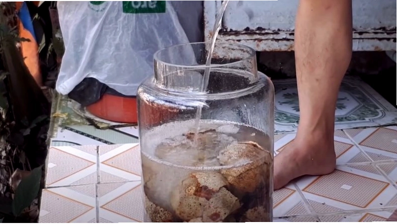 Cho trái quách vào hũ thủy tinh