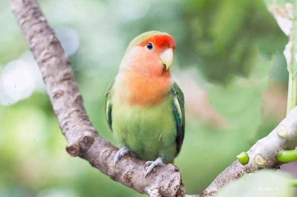 Chú vẹt nhỏ đang đứng trên cành cây với bộ lông bình thường