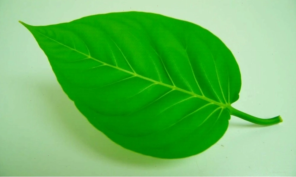 Chữa bệnh