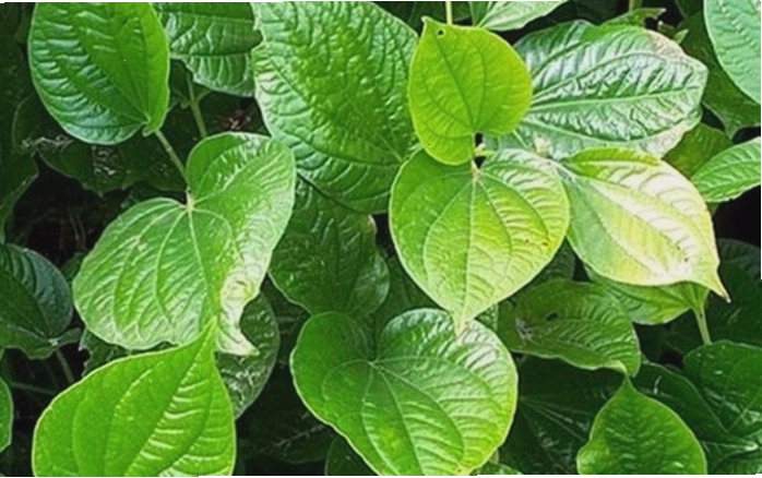 Chữa đổ mồ hôi bằng lá lốt