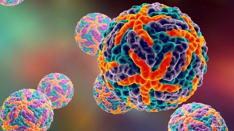 Cơ chế lây truyền virus Dengue