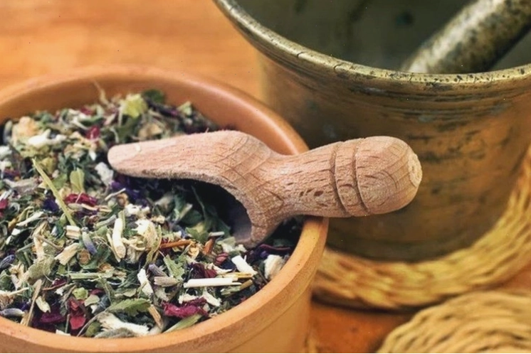 Công dụng cây nhàu trong y học cổ truyền