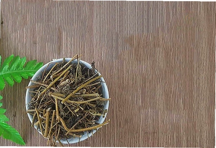 Công dụng của cây mắc cỡ được ứng dụng trong điều trị một số bệnh lý
