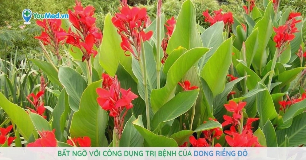 Công dụng trị bệnh của cây Dong riềng đỏ