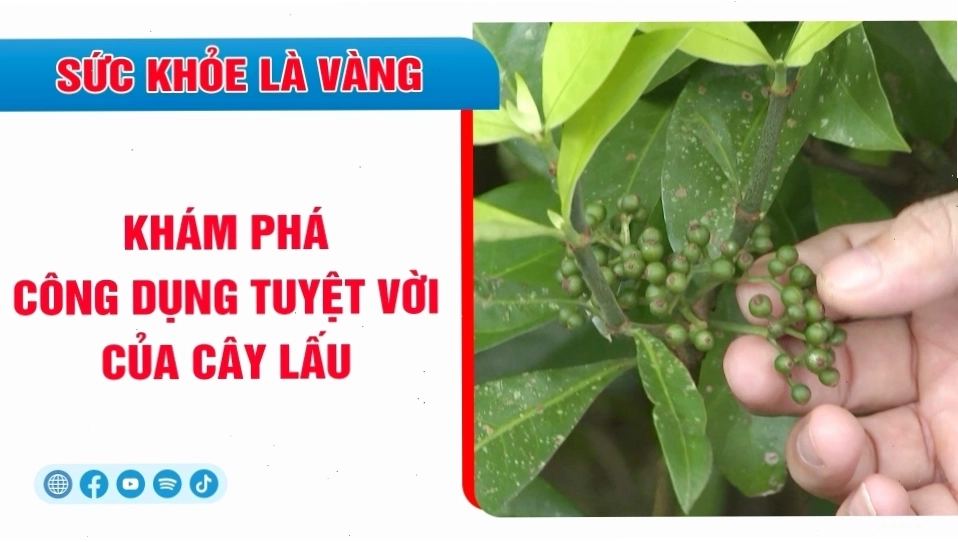 Công dụng tuyệt vời của cây lấu trong y học cổ truyền