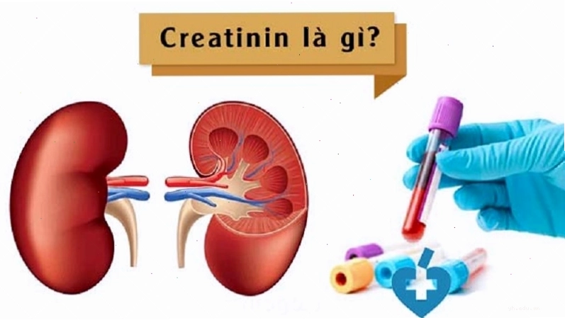Creatinin là sản phẩm của phản ứng phân hủy creatin và được lọc qua cầu thận
