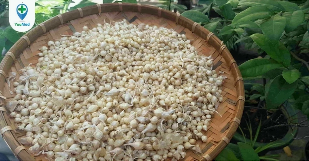 Củ nén là nguyên liệu tự nhiên giàu dinh dưỡng cho sức khỏe