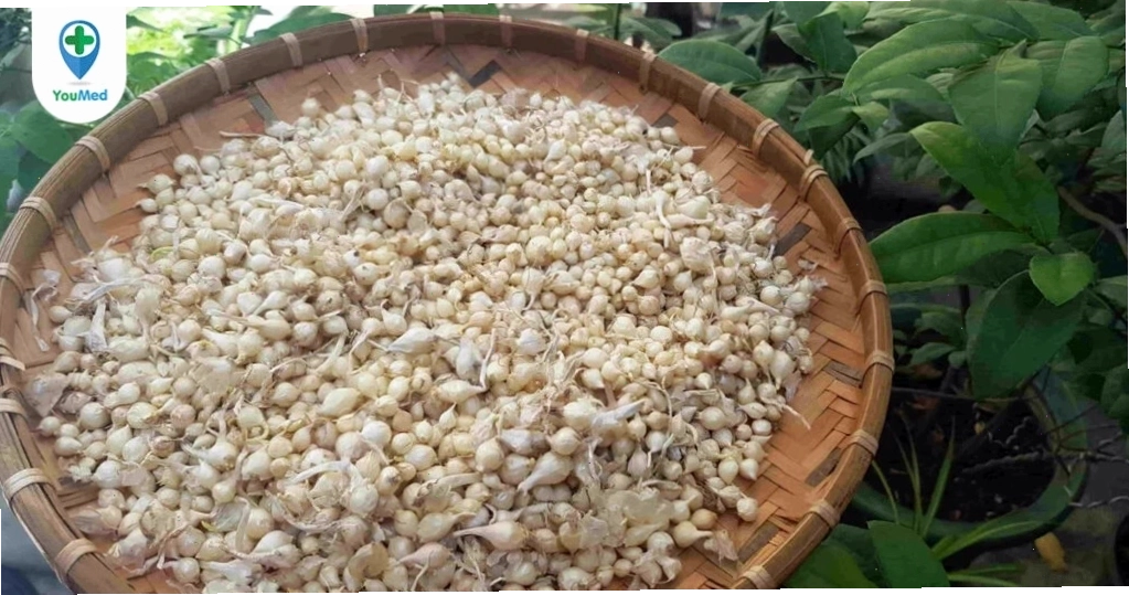 Củ nén nguyên liệu vàng