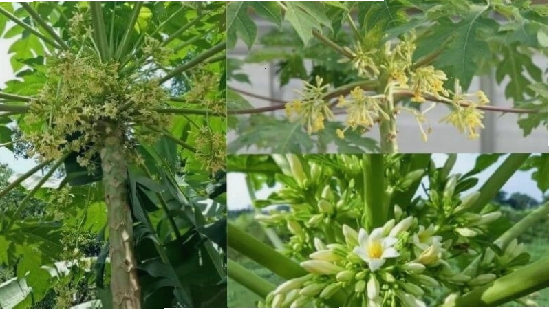 Đặc điểm hình thái của hoa đu đủ đực
