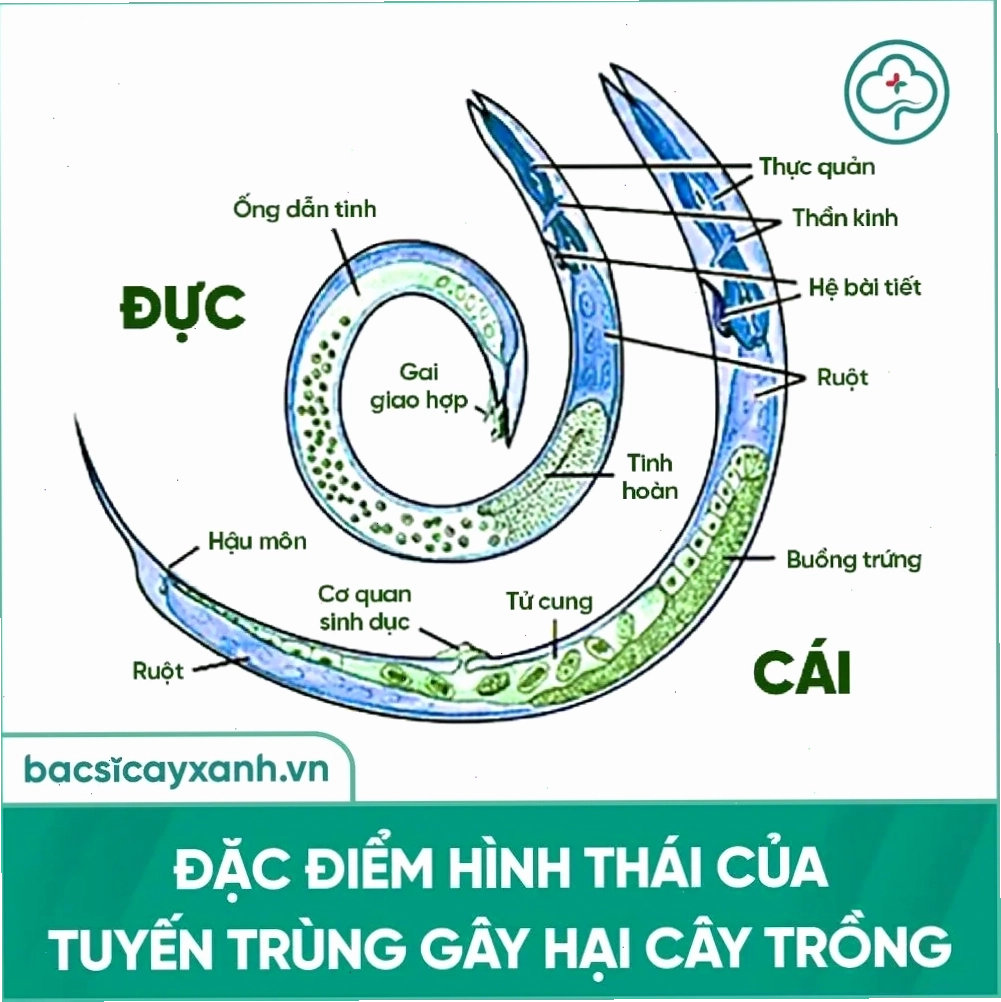 Đặc điểm hình thái tuyến trùng