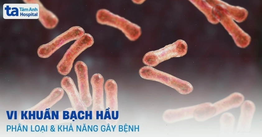 Đặc điểm vi khuẩn bạch hầu