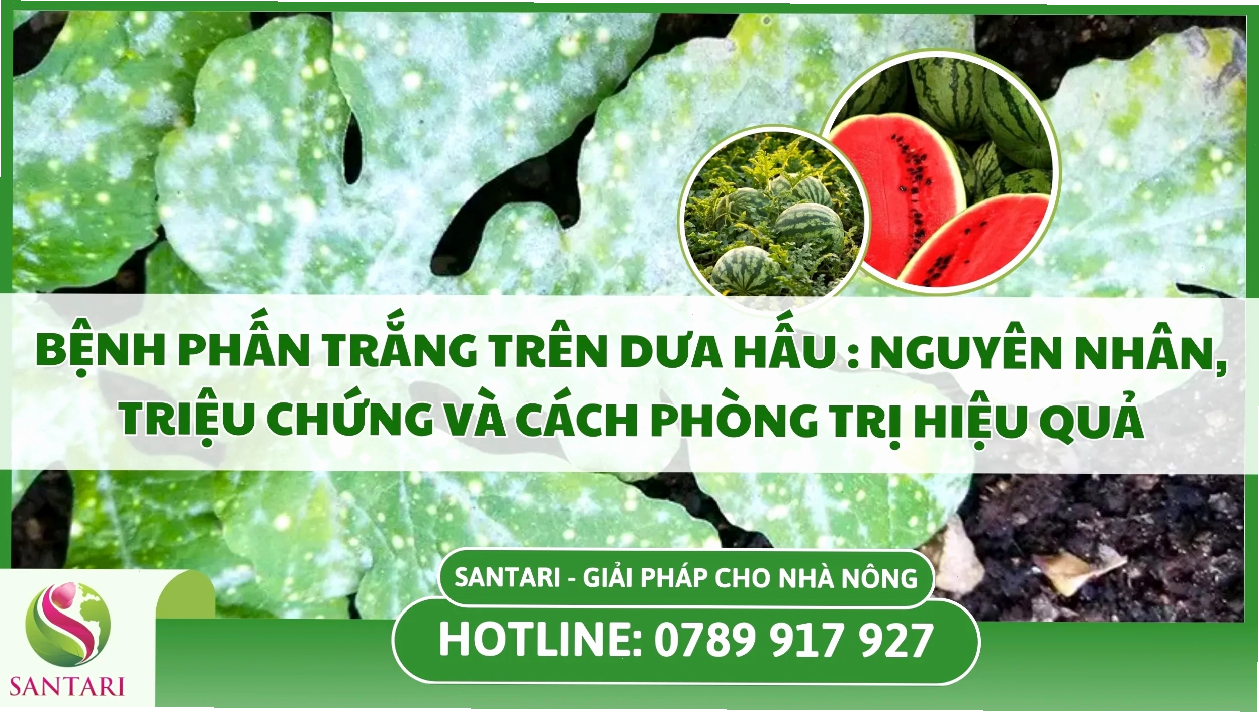 Dấu hiệu bệnh phấn trắng trên cây trồng