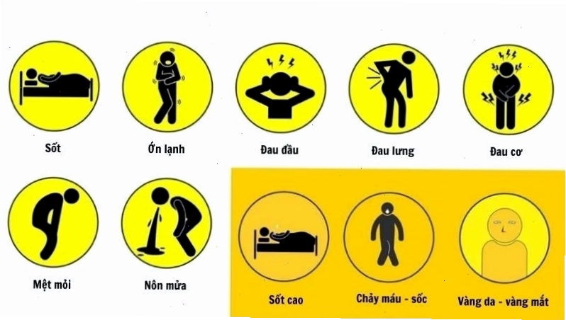 Dấu hiệu nhận biết bệnh sốt vàng