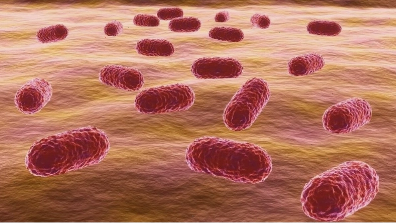 Dấu hiệu nhận biết nhiễm khuẩn acinetobacter baumannii 1