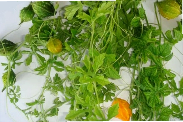 Dây khổ qua rừng trong vườn