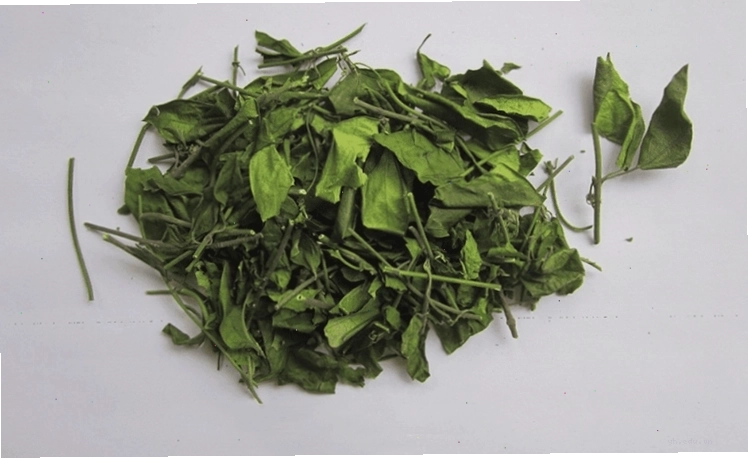 Dây thìa canh với các hoạt chất sinh học hỗ trợ điều trị bệnh lý
