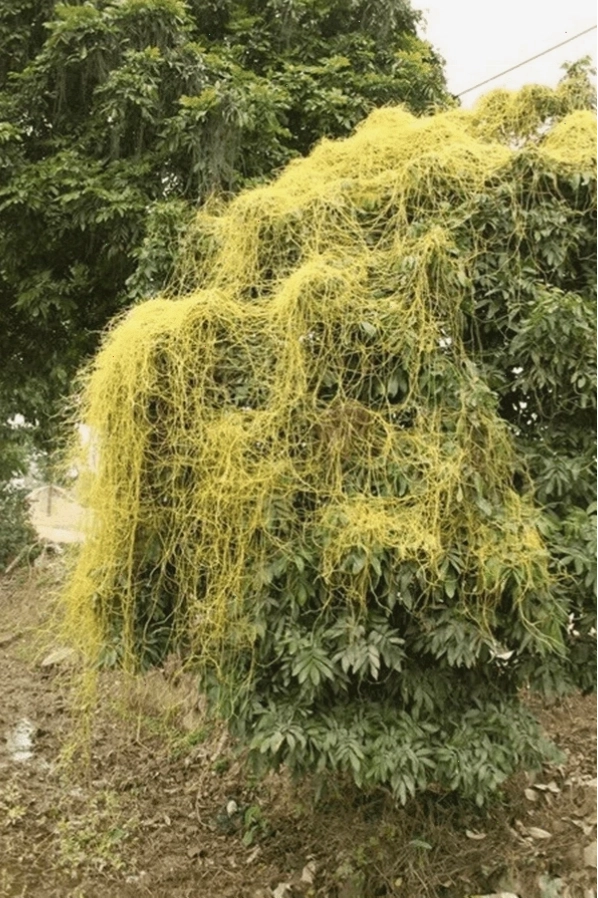 Dây tơ hồng vàng là loại thực vật thân thảo dây leo dạng sợi nhỏ