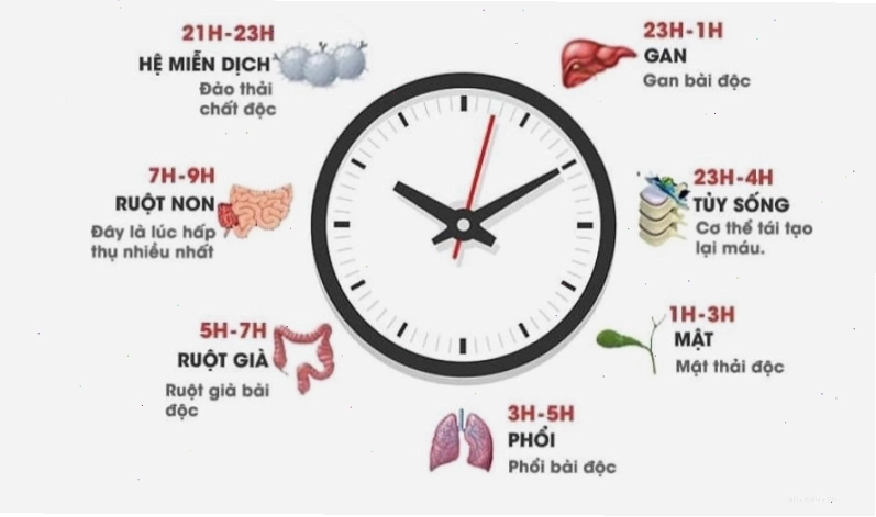 Đồng hồ sinh học các hoạt động của cơ thể bị đảo lộn khi thức khuya
