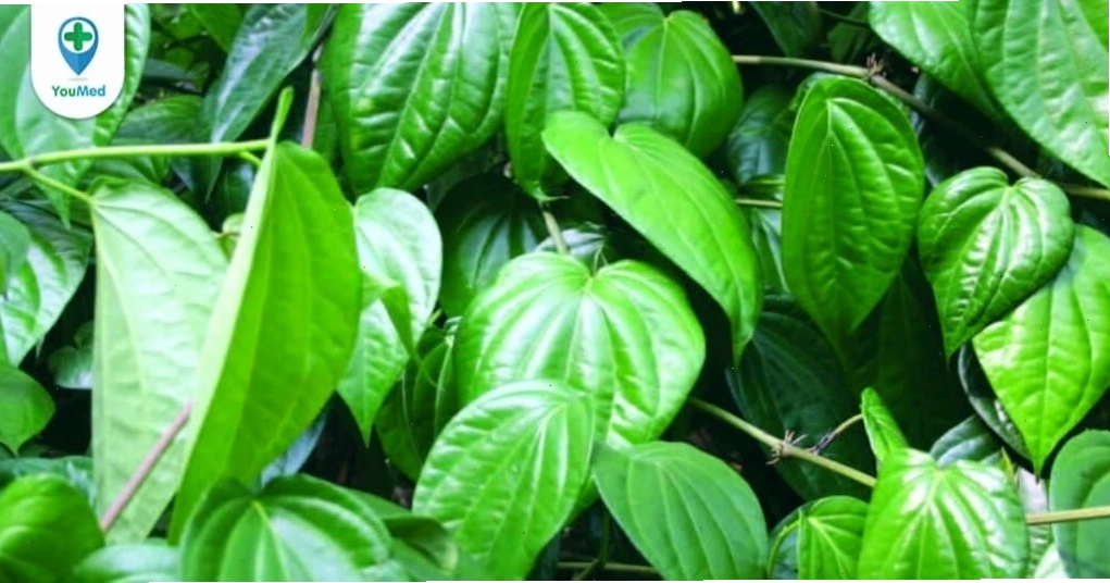 Dược liệu lành tính hỗ trợ sức khỏe