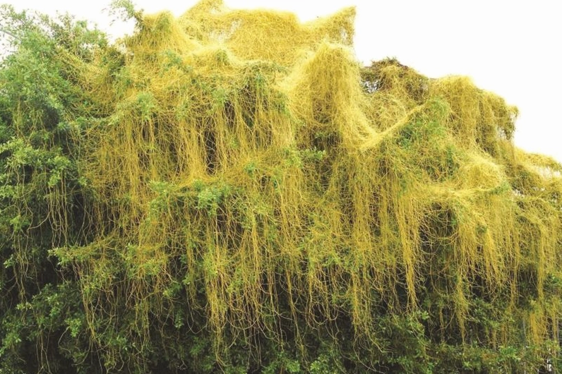 Giải đáp thắc mắc dây to hồng vàng chữa bệnh gì theo y học cổ truyền