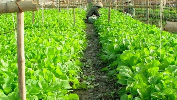 Giải đáp thắc mắc rau bị vàng la bệnh gì và cách xử lý hiệu quả