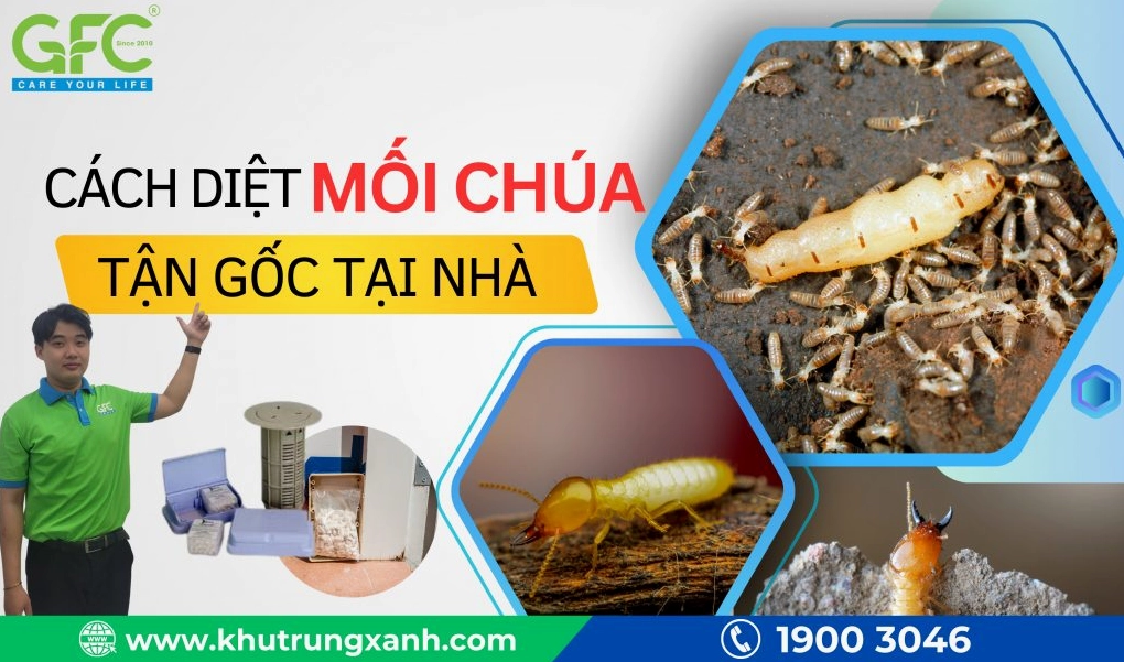 Giải đáp thắc mắc về vấn đề ổ mối trị bệnh gì theo góc nhìn khoa học