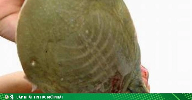 Giải đáp tiết baba chữa bệnh gì và những lưu ý cần biết trong y học