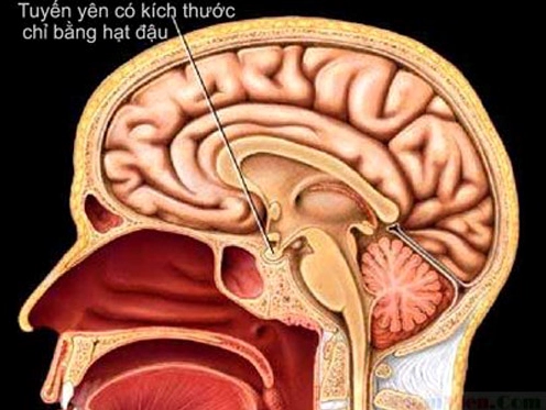Giải đáp wanbi tuấn anh chết vì bệnh gì và hiểu về khối u tuyến yên