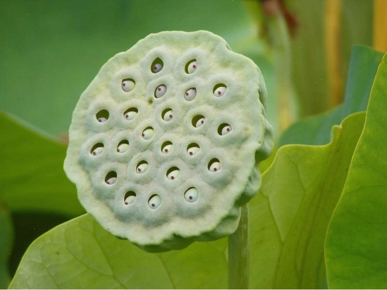 Giải pháp cho người sợ lỗ