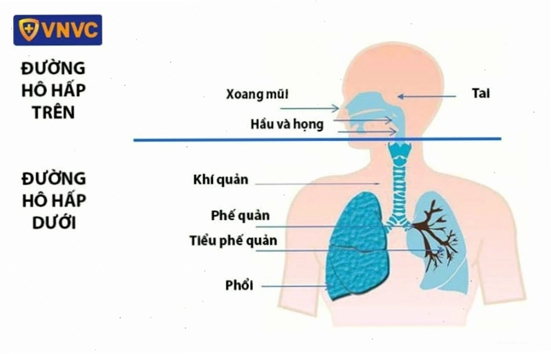 Giải phẫu hệ thống hô hấp ở con người