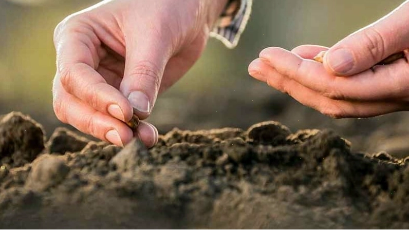 Gieo hạt trồng cây Ti gôn