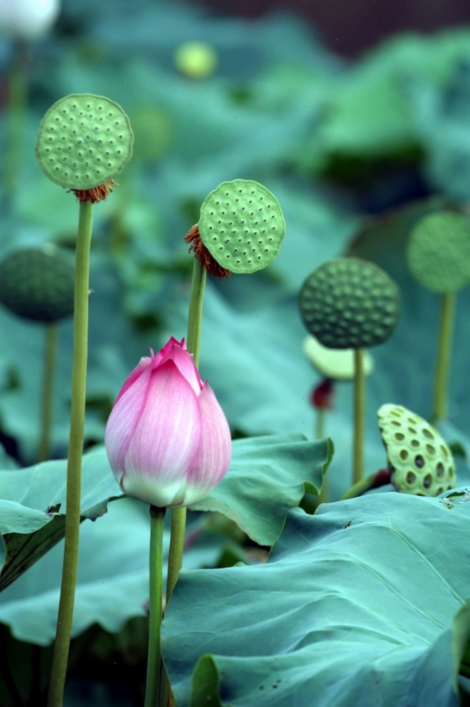 Gương sen và ngó sen hỗ trợ bổ huyết