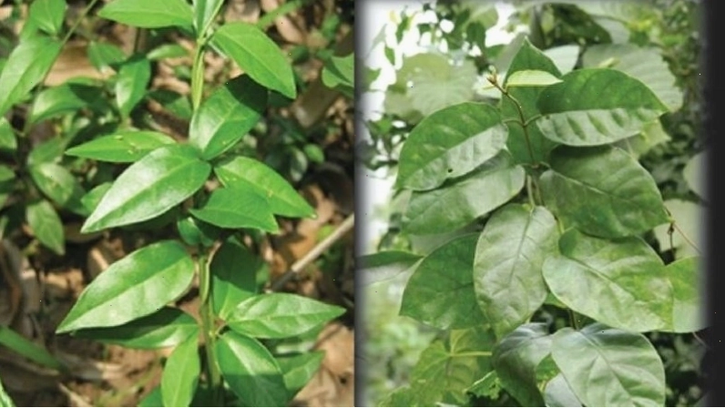 Hai loại dây thìa canh phân biệt theo hình dáng lá