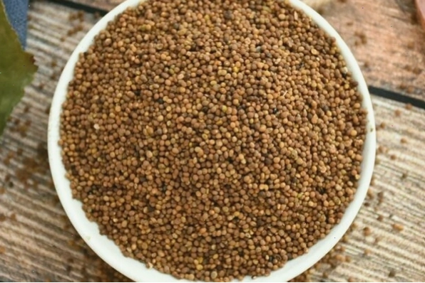 Hạt cây tơ hồng sau thu hoạch
