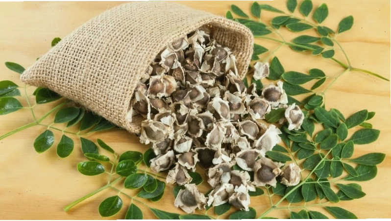 Hạt chùm ngây khô được bày trên đĩa