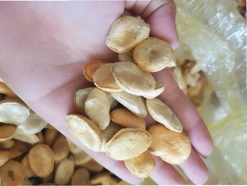 Hạt dược liệu trị dạ dày