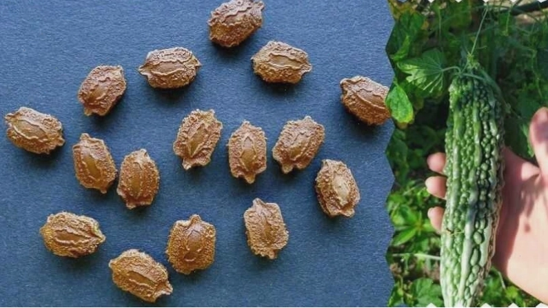 Hạt mướp đắng khô