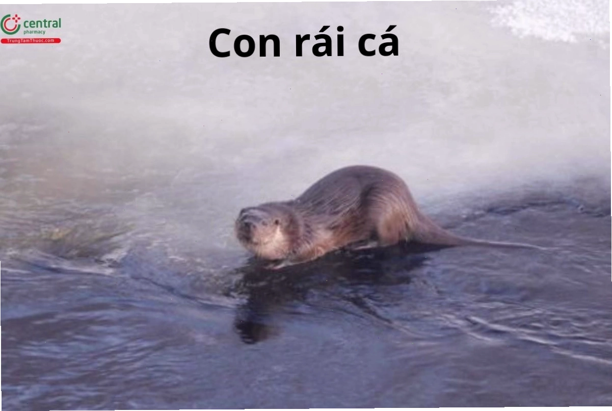 Hình ảnh cận cảnh Rái cá