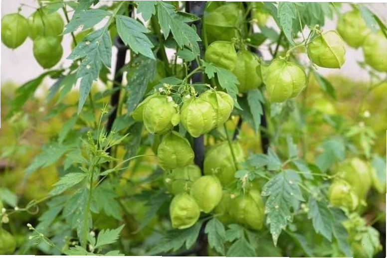 Hình ảnh chi tiết cây tam phỏng giúp người đọc dễ dàng nhận biết