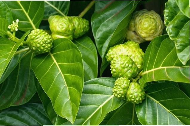 Hình ảnh chi tiết quả nhàu tươi