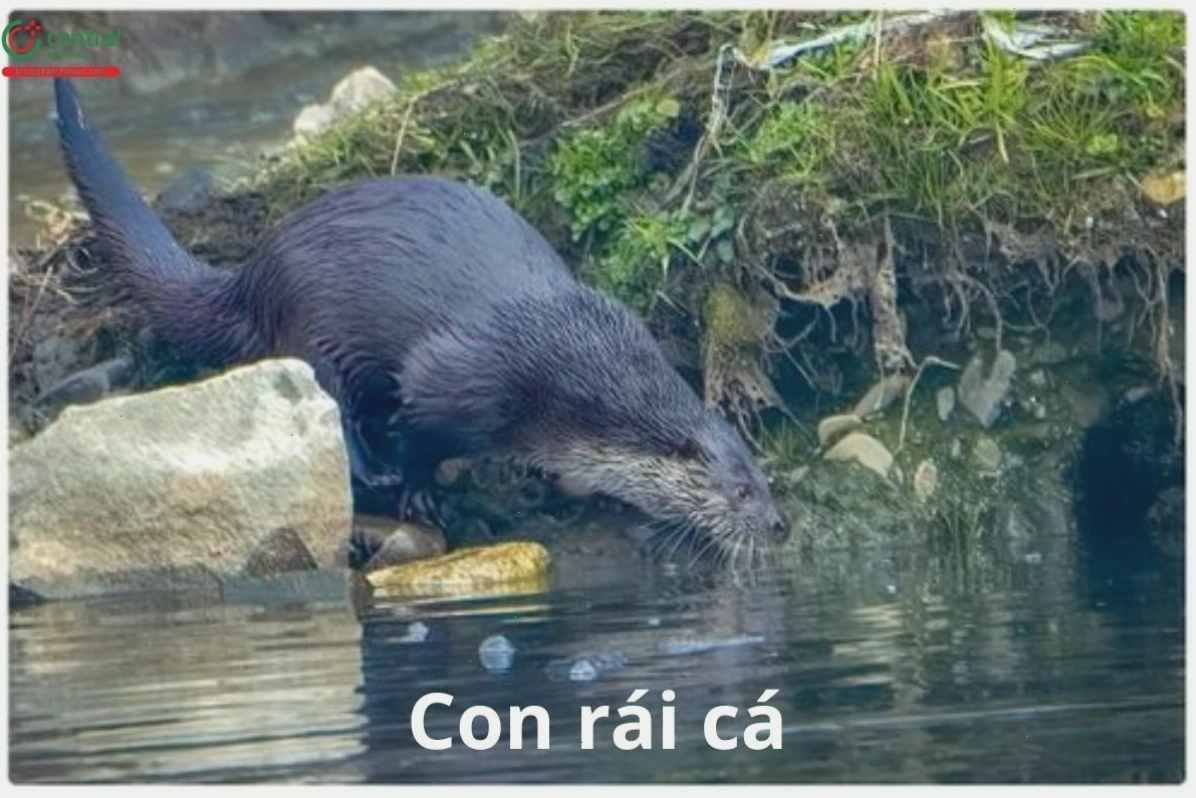 Hình ảnh con Rái cá