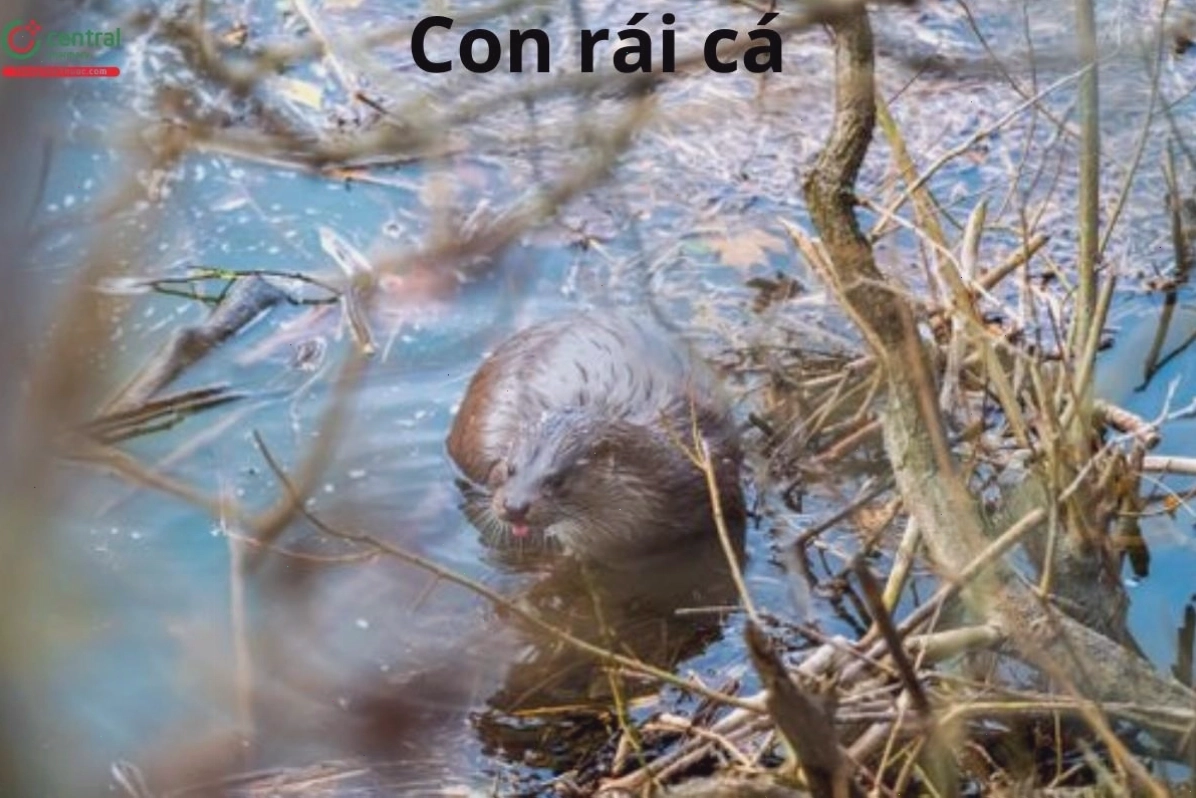 Hình ảnh con Rái cá
