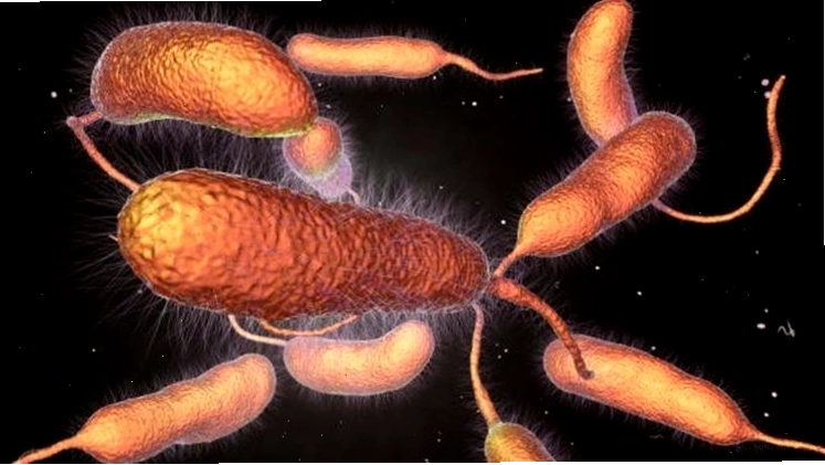 Hình ảnh hiển vi của vi khuẩn Vibrio cholerae