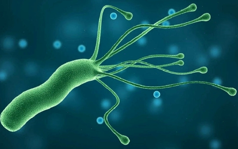 Hình ảnh minh họa các loại vi khuẩn gây bệnh nhiễm trùng lây qua đường ăn uống