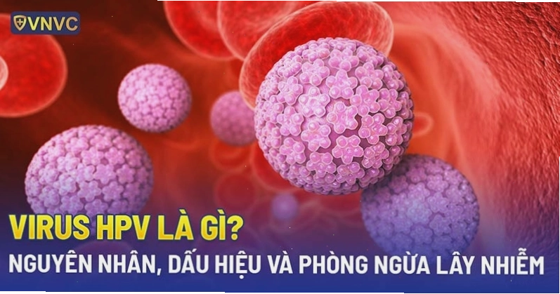 Hình ảnh minh họa cấu trúc của virus HPV