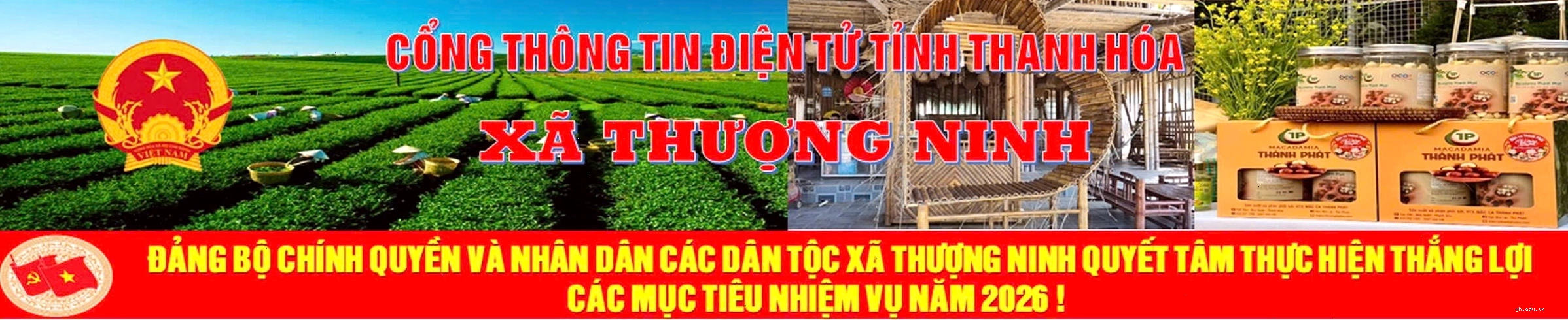 Hình ảnh minh họa cây lúa bị vàng lá trong môi trường canh tác