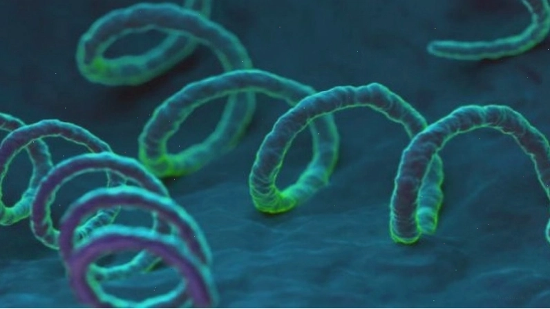 Hình ảnh minh họa đặc điểm và con đường lây truyền của vi khuẩn Neisseria Gonorrhoeae