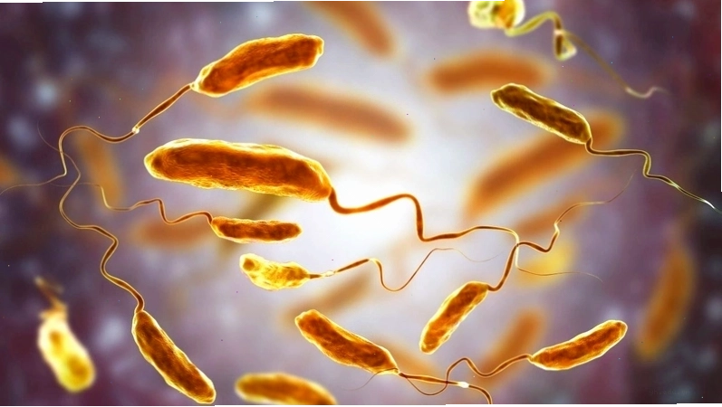 Hình ảnh minh họa đặc điểm vi khuẩn Vibrio cholerae dưới môi trường nuôi cấy