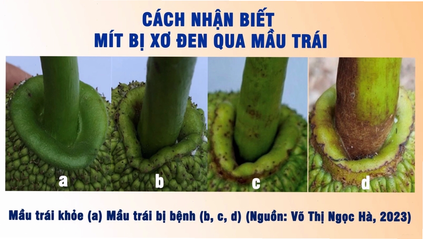 Hình ảnh minh họa quả mít bị xơ đen